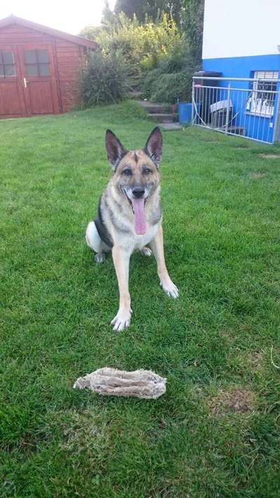 Schäferhund-Beitrag-Bild