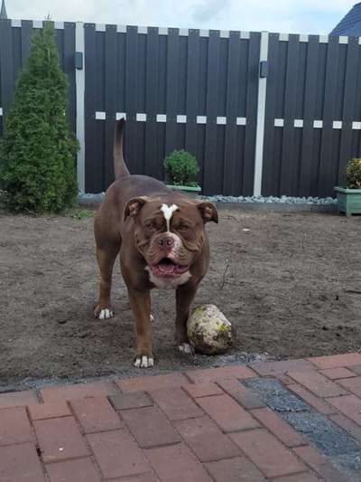 Olde English Bulldogge-Beitrag-Bild