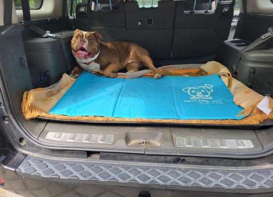 Foto Challenge Thema "Hunde im Auto"-Beitrag-Bild