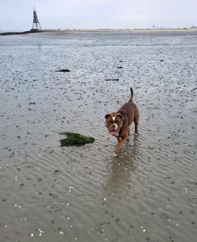 Die wunderschöne Welt mit Hund.-Beitrag-Bild