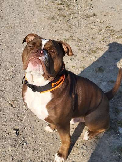 Hunde Porträt (Portrait) Galerie....-Beitrag-Bild