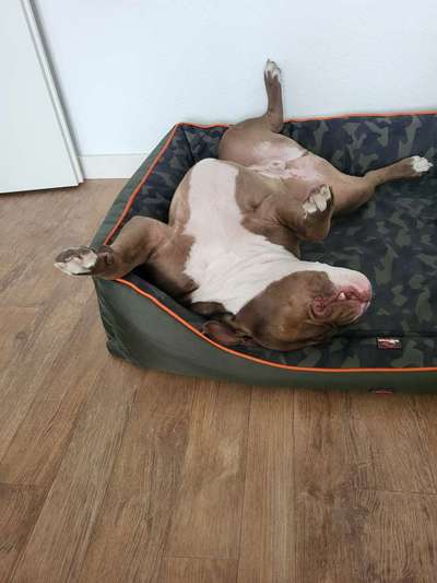 Olde English Bulldogge-Beitrag-Bild