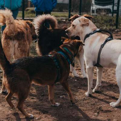 Giftköder-Hundetrainerin&Verhaltensberaterin/HuTa-Bild