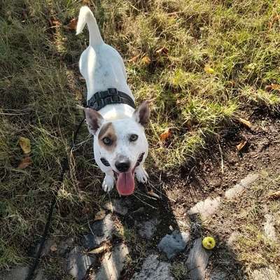 Hundetreffen-Regelmässige Hundekontakte gesucht-Profilbild