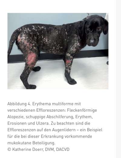 Hautprobleme, geschwollene aufgeplatzte Pfoten, juckende Haut-Beitrag-Bild