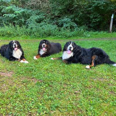 ⁉️🎄 Hund an Weihnachten nicht erwünscht?!-Beitrag-Bild