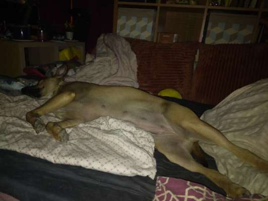 Alles rund um den Schäferhund, diskutieren erwünscht.-Beitrag-Bild