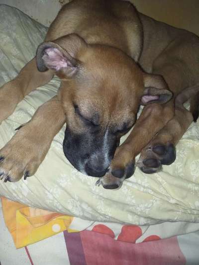 Welpen Bilder !-Beitrag-Bild