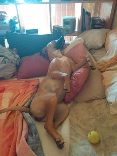 Zeigt mir die lustigsten Schlafpositionen eurer Fellnasen-Beitrag-Bild