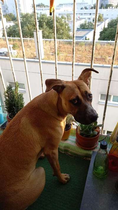 Mischlingshunde Foto Aufruf-Beitrag-Bild