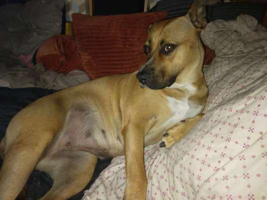 Mischlingshunde Foto Aufruf-Beitrag-Bild