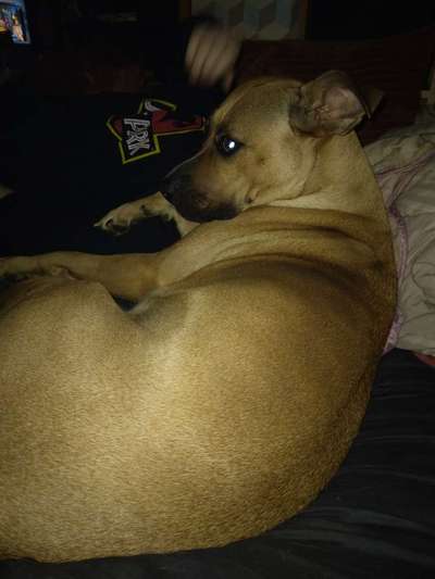 Freunde von 'Kampfhunden'-Beitrag-Bild