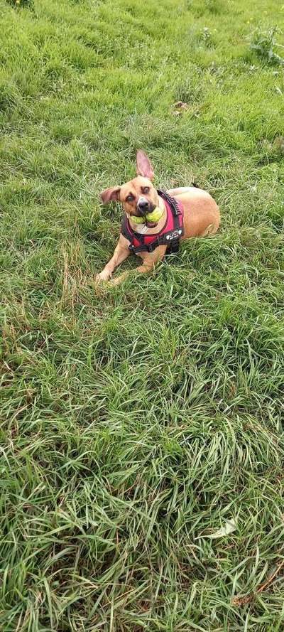 Mischlinge raten - Rätselspaß-Beitrag-Bild