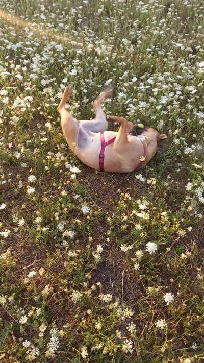 Die Dogorama Wochen Challenge-Beitrag-Bild