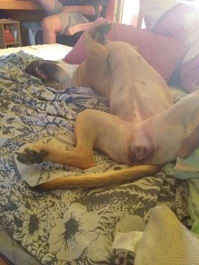 Die Dogorama Wochen Challenge-Beitrag-Bild