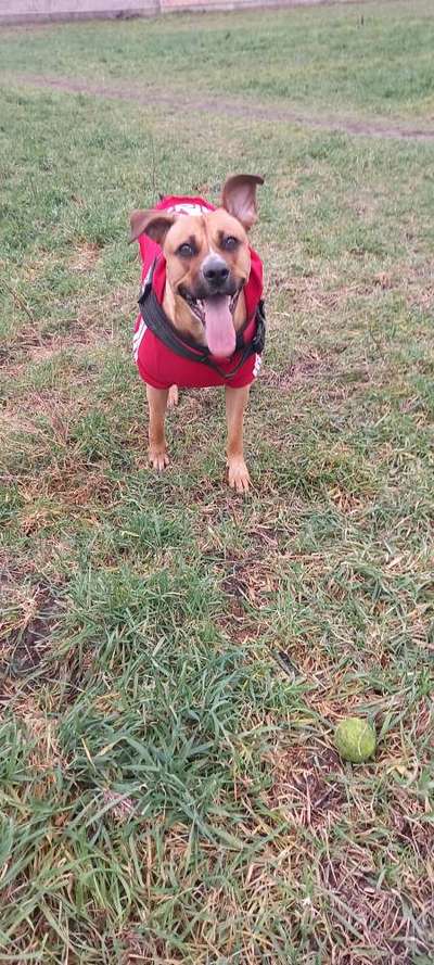 Freunde von 'Kampfhunden'-Beitrag-Bild