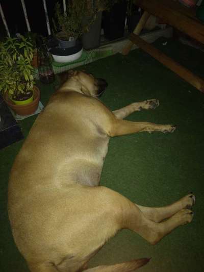 Alles rund um den Schäferhund, diskutieren erwünscht.-Beitrag-Bild