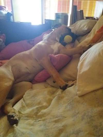 Zeigt mir die lustigsten Schlafpositionen eurer Fellnasen-Beitrag-Bild