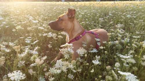 Die Dogorama Kalender Challenge Titelbild-Beitrag-Bild