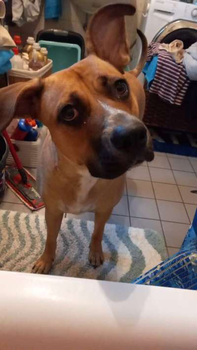 Dogorama Photo Challenge - Hundeblick zum hinschmelzen-Beitrag-Bild