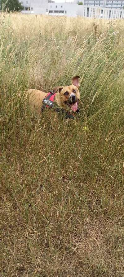 Mischlinge raten - Rätselspaß-Beitrag-Bild