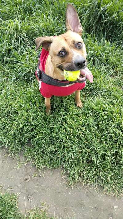 Mischlinge raten - Rätselspaß-Beitrag-Bild