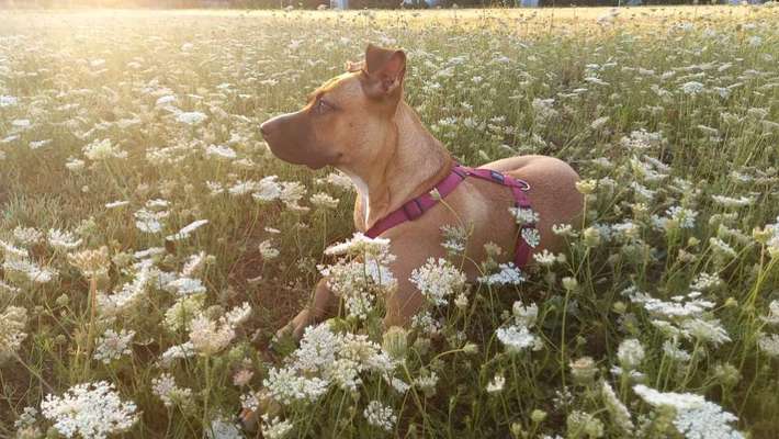 Lieblingsbild von euren Hunden?-Beitrag-Bild