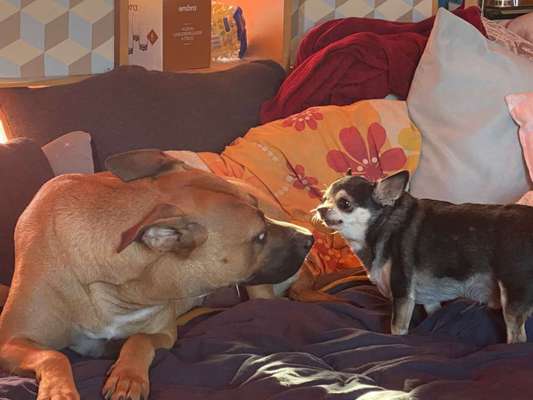 Bester Freund, Hundekumpel - zeigt her!-Beitrag-Bild