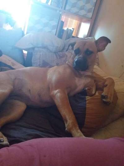 Mischlingshunde Foto Aufruf-Beitrag-Bild