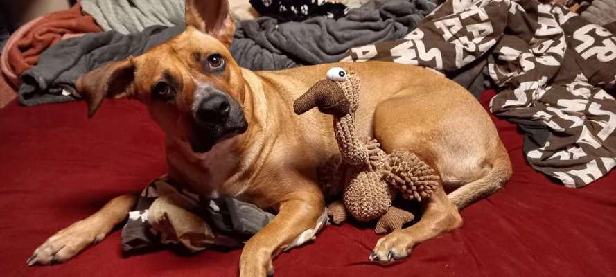 Freunde von 'Kampfhunden'-Beitrag-Bild