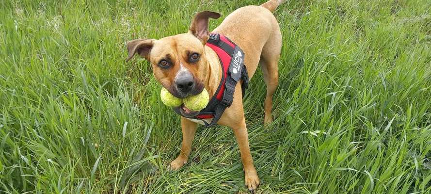 Alles rund um den Schäferhund, diskutieren erwünscht.-Beitrag-Bild