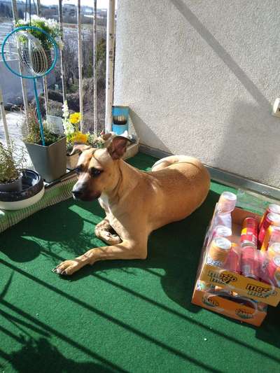 Mischlinge raten - Rätselspaß-Beitrag-Bild