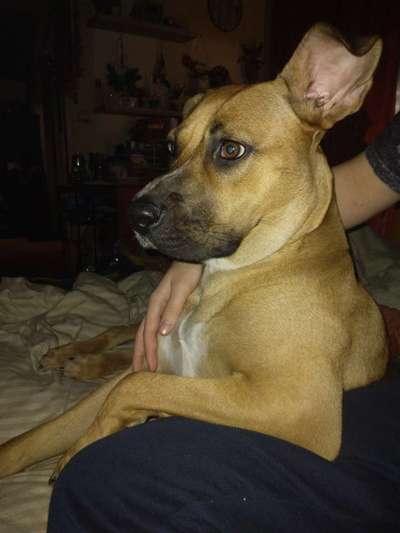 Mischlinge raten - Rätselspaß-Beitrag-Bild