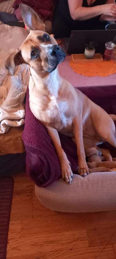 Mischlinge raten - Rätselspaß-Beitrag-Bild