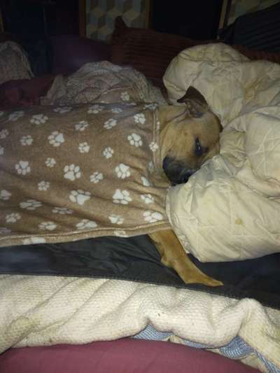 Freunde von 'Kampfhunden'-Beitrag-Bild