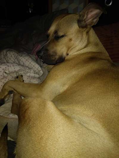 Freunde von 'Kampfhunden'-Beitrag-Bild