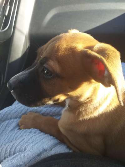 Welpen Bilder !-Beitrag-Bild