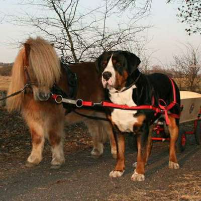 Hundetreffen-Suche Zughunde-Gruppe (Wagenziehen) oder Wasserarbeit / Einstieg in Zughundesport-Bild