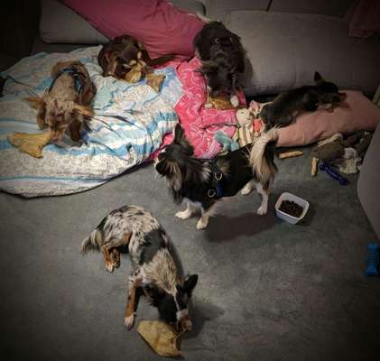 Wo sind die Chihuahua Besitzer ?-Beitrag-Bild