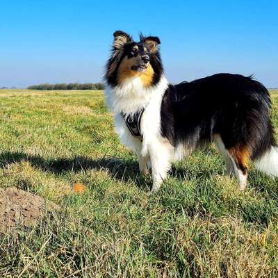 Die Dogorama Kalender Challenge Teil 3/4-Beitrag-Bild