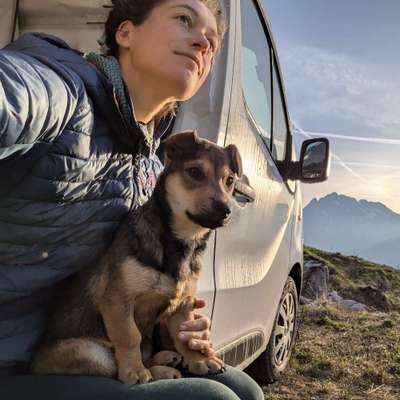 Hundetreffen-Gemeinsame Spaziergänge Frohnleiten