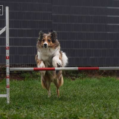 Hundetreffen-Gemeinsame Gassi Runden.✨️-Bild