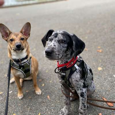 Hundetreffen-Gassi/spielrunde-Bild