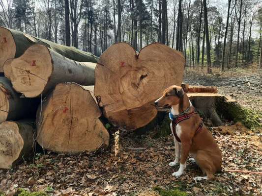 Das passende Brustgeschirr-Beitrag-Bild