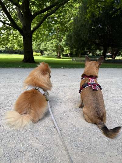 Hundetreffen-Rothschild Park-Bild