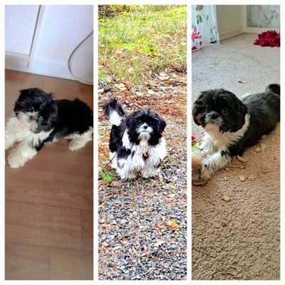 Als Welpen sind sie alle noch süßer-Beitrag-Bild