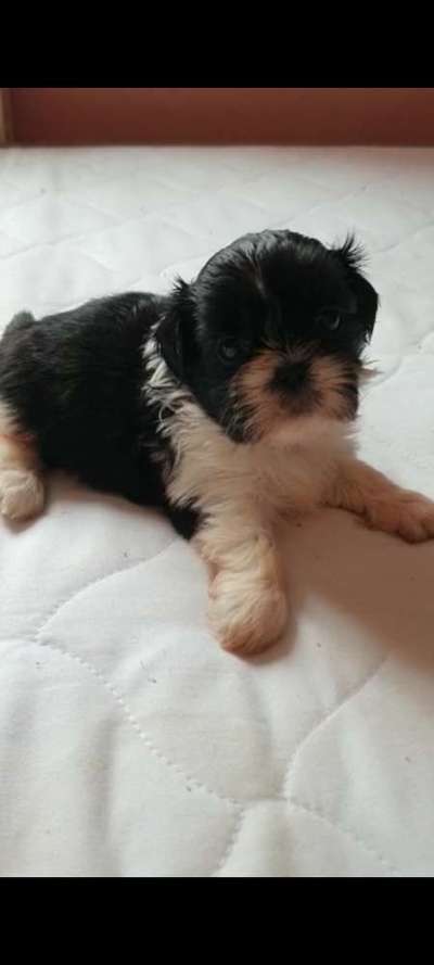 Welpen Bilder !-Beitrag-Bild