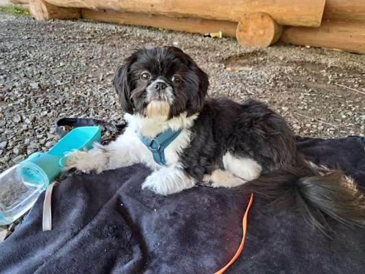 Shih Tzu von Jung bis Senioren-Beitrag-Bild