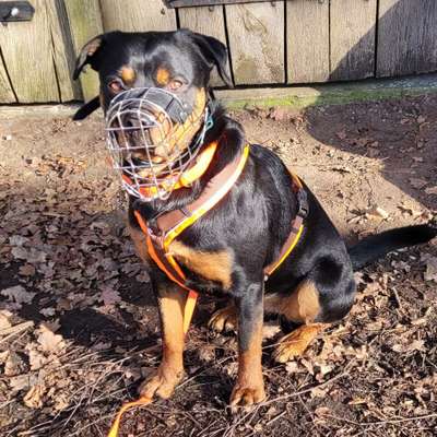 Hundetreffen-Spaziergang mit reaktivem Rottweiler-Bild