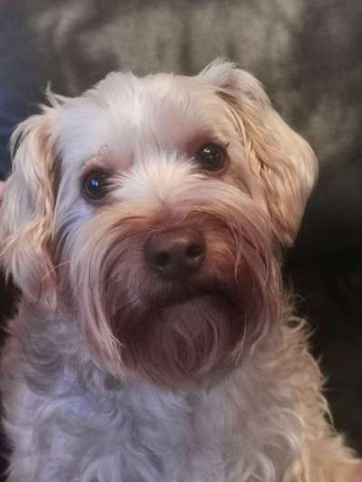 Hundetreffen-6 jähriger rüde muss die Welt entdecken!  Und ich kann paar Tips begrauchen-Bild